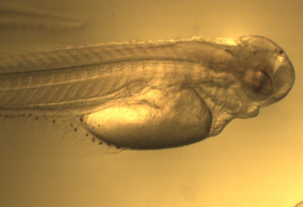 31 A B C D E F FIGURA 16 Desenvolvimento larval da pirapitinga (Piaractus brachypomus).