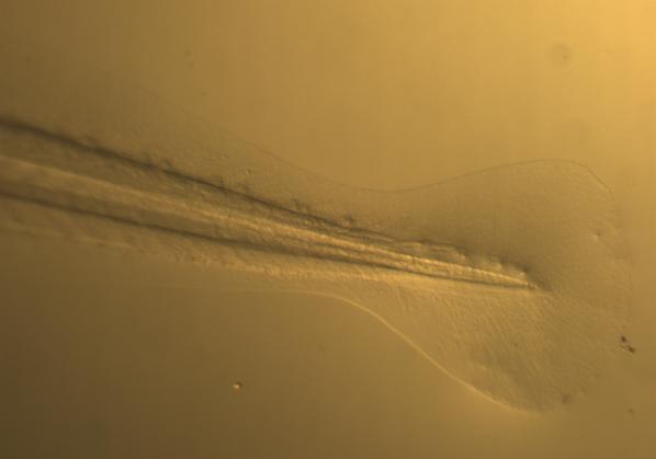 34 A B C D co FIGURA 18 - Desenvolvimento larval do tambaqui (Colossoma macropomum).