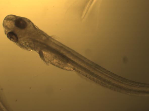 35 A B C D FIGURA 19 Desenvolvimento larval da pirapitinga (Piaractus brachypomus).