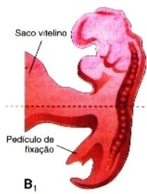 membrana bucofaríngea No final desse período estão formados os primórdios de toda as