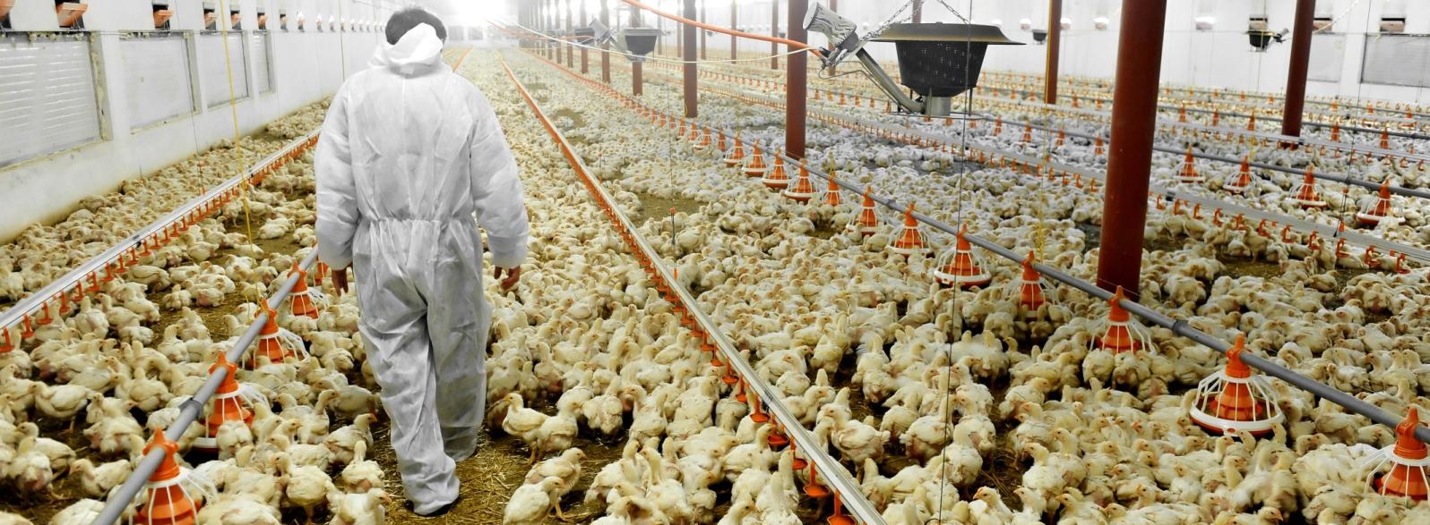 Milhões Abates Também no mercado de aves, seguindo a trajetória dos bovinos e suínos, em agosto, o número de abate de aves teve redução de 3,29% em relação a julho.