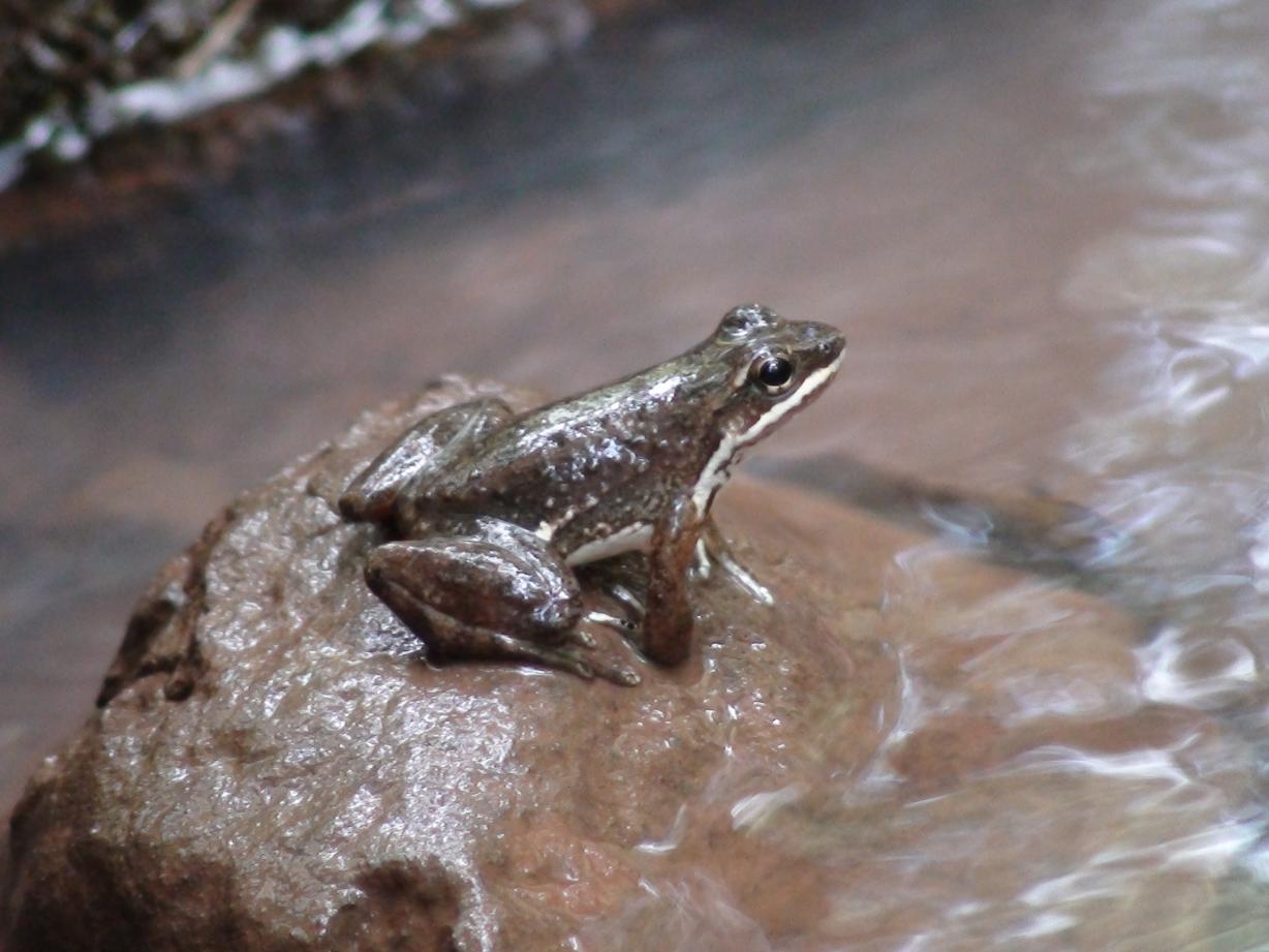 APÊNDICE A: Macho de Crossodactylus schmidti utilizando o sítio de