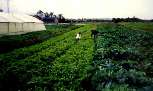 DESAFIOS E OPORTUNIDADES PARA A SUSTENTABILDADE DA AGRICULTURA FAMILIAR EM SANTA CATARINA Airton Spies Eng. Agr.