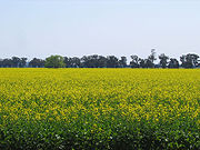 Permitam-me me fazer uma Provocação : Será que a produção de biodiesel pelos agricultores familiares a partir de lavouras de