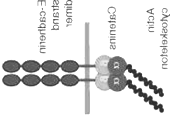 Desenvolvemos um modelo in vitro baseado na função celular da caderina-e Caderina-E normal Caderina-E mutada Complexo