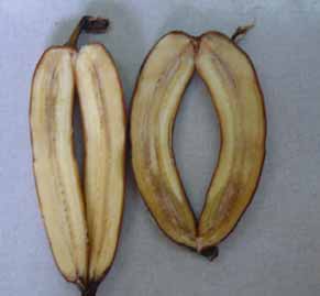 35 RESULTADOS E DISCUSSÃO Teste patogenicidade de R. solanacearum O isolado de R. solanacearum mostrou-se patogênico a bananeira cultivar Maçã, tanto em frutos como em mudas (Figura 1).