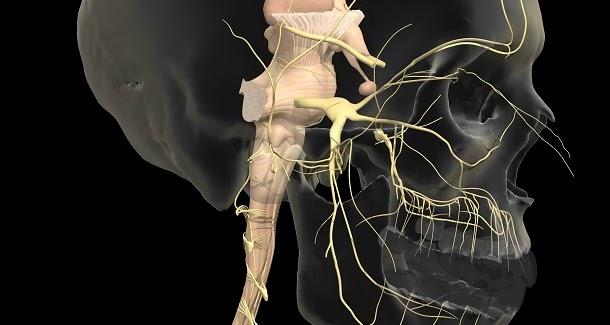 ANTICONVULSIVANTES As observações iniciais do uso de fenitoina para tratamento da neuralgia trigeminal levaram a investigação pré clinica e clinica na contribuição das