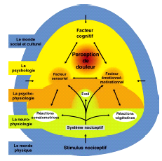 MUNDO SOCIAL E CULTURAL PSICOLOGIA Fator sensitivo discriminativo FATOR COGNITIVO PERCEPÇÃO DOLOROSA Fator afetivo e motivacional