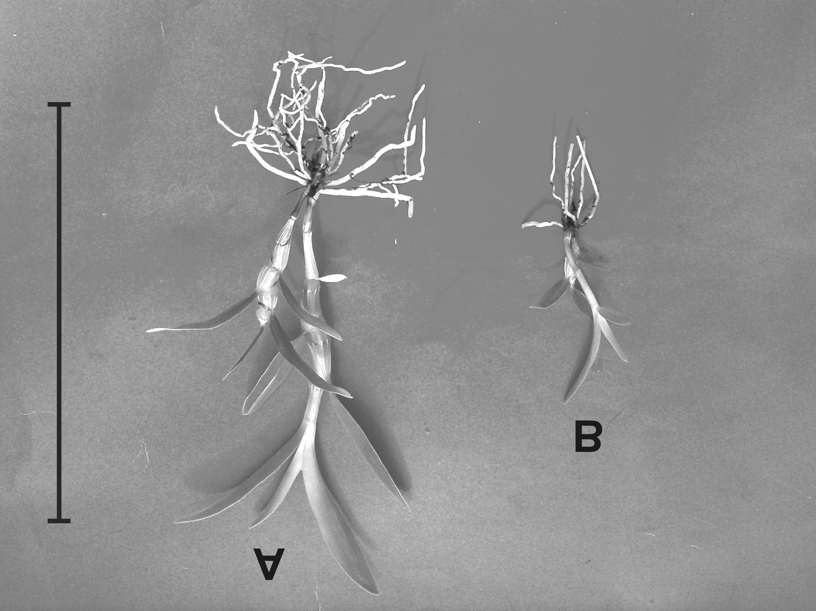 M. R. M. Vichiato et al.