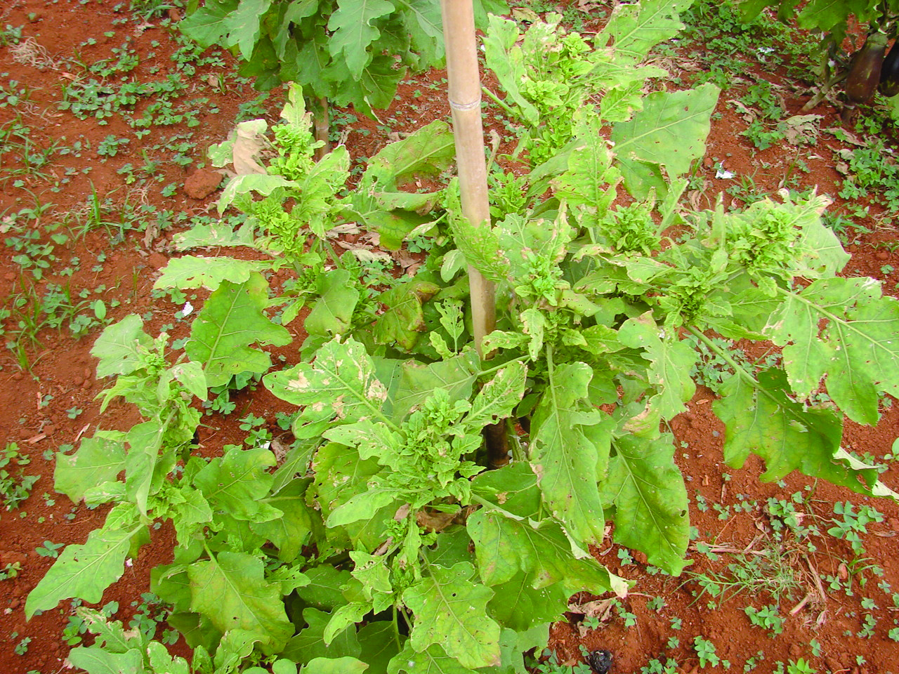 acompanhada de nanismo e clorose generalizada, porte ereto da planta, folhas miúdas e cálice com tamanho maior que o normal (Figura 18). O patógeno pode sobreviver em outras plantas hospedeiras.