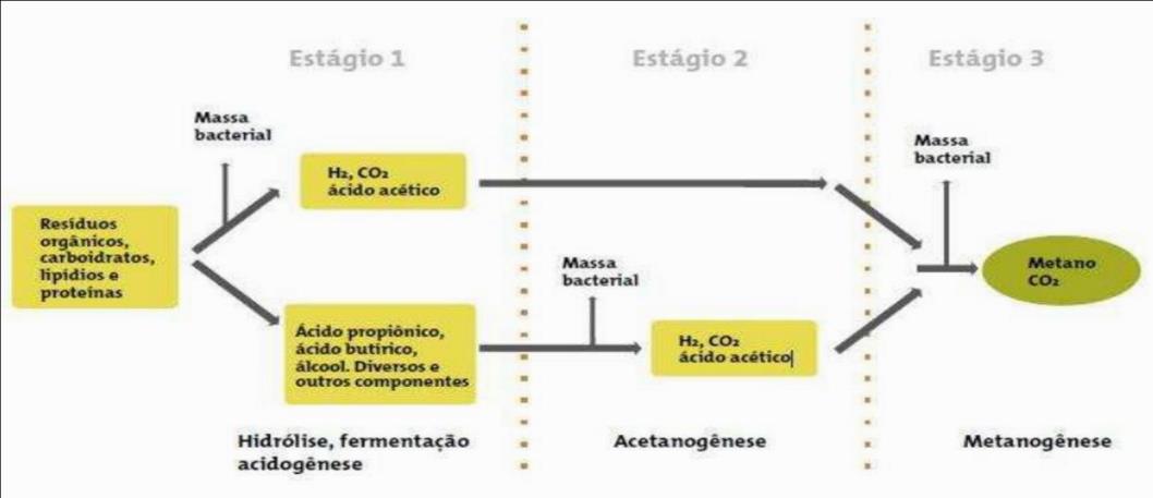 Tabela 02: Proporção de biofertilizante por planta.