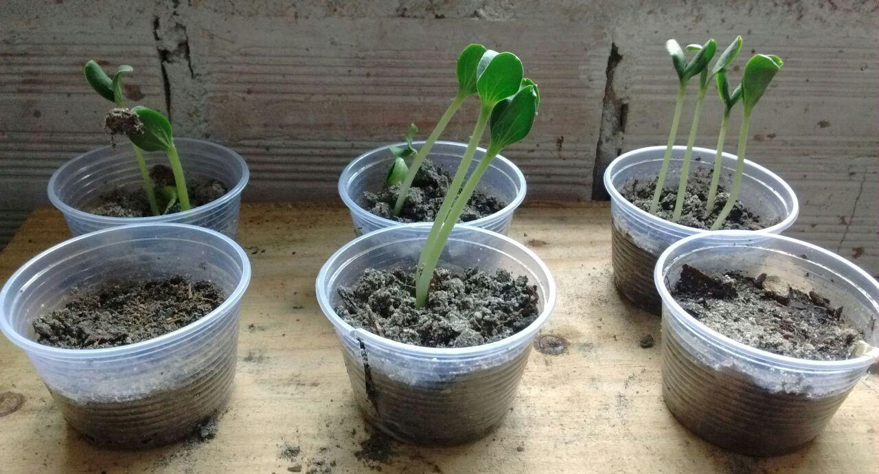 devido à pequena quantidade de solo utilizado e a fragilidade do processo germinativo do vegetal.