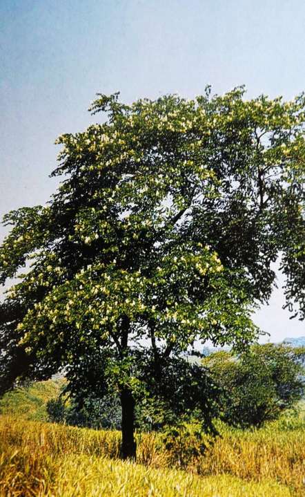 Bauhinia forficata Ocorrência: Rio de Janeiro e Minas Gerais até o Rio Grande do Sul.