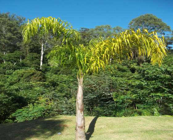 Syagrus romanzoffiana Ocorrência: sul da Bahia, Espírito Santo, Minas Gerais, Goiás, Mato Grosso do Sul até o Rio