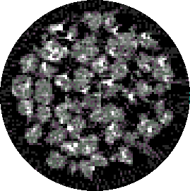 PA/1, CNPDIA, set/96, p.5 Figura 5 - Tomografia da amostra de latossolo vermelho, composta de aglomerados de argila, com tamanhos de 1 a 2 mm. Foi utilizada uma colimação de 100µm.