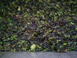 18 Tabela 3 - Variedade das uvas recebidas pela vinícola A na safra 2014.