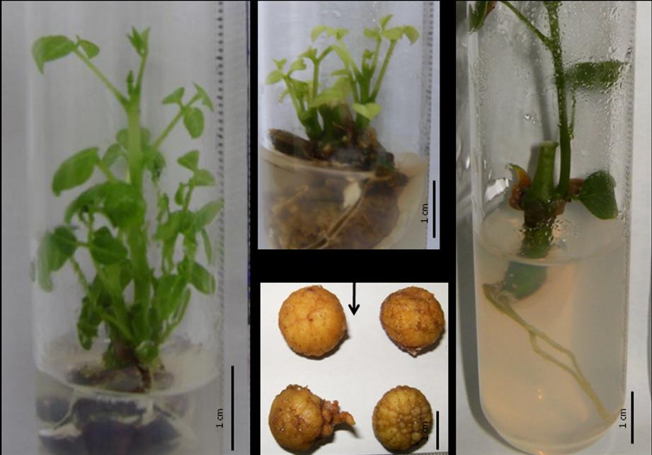 utilizando o nó cotiledonar ou o segmento nodal em meio de cultura MS suplementado com diferentes concentrações de benziladenina (BA).