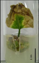 4.1.4 Efeito de diferentes concentrações de BAP e ANA na propagação in vitro de Erythrina velutina utilizando cotilédone e folha com pecíolo como explantes As folhas de Erythrina velutina utilizadas