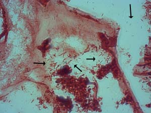 25 Não foi observada qualquer alteração morfológica significativa no intestino dos animais com a suplementação do probiótico em ambos os ensaios (Figura 3). FV Q FV A B Figura 3.