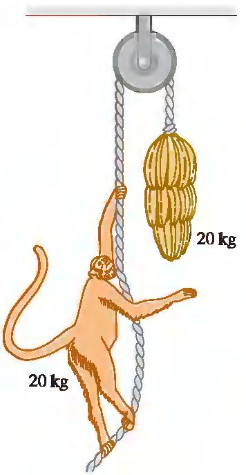 2. Um macaco de 20,0 kg segura-se firmemente a uma corda leve que passa por uma polia sem atrito. Na outra extremidade da corda está preso um cacho de bananas também de 20,0 kg. Veja a figura ao lado.