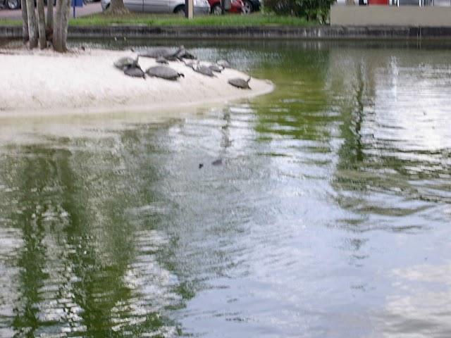 AÇÕES PREVISTAS AÇÃO:TRANSFERÊNCIA DAS ESPÉCIES EXISTENTES NO LAGO ARTIFICIAL PARA DOIS AQUATERRÁRIOS LOCALIZADO NO PAVIMENTO DE DESEMBARQUE DO TPS Em frente ao atual TPS há um lago artificial que