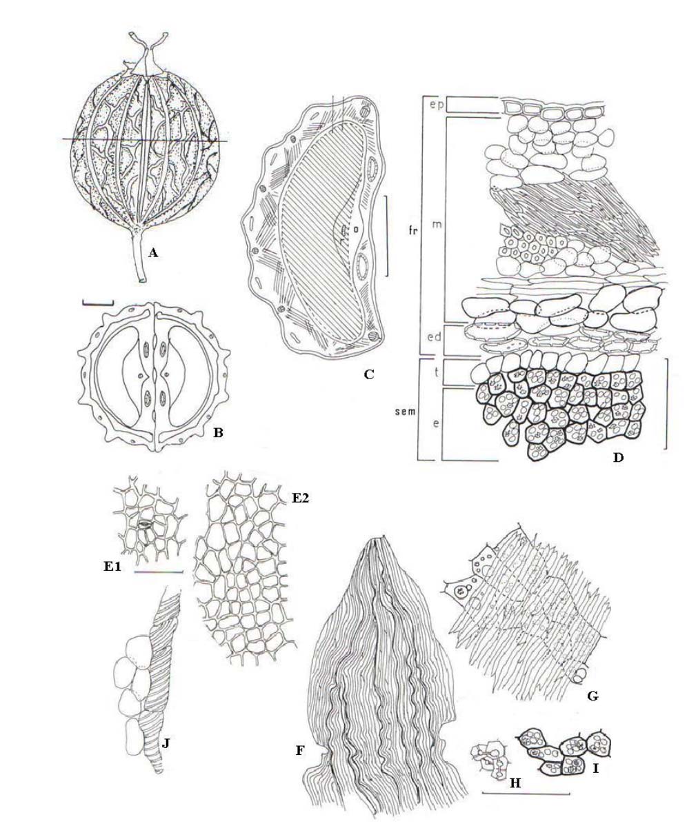 Figura 1. Aspectos macroscópicos, microscópicos e microscópicos do pó em Coriandrum sativum L. Complemento da legenda da Figura 2.