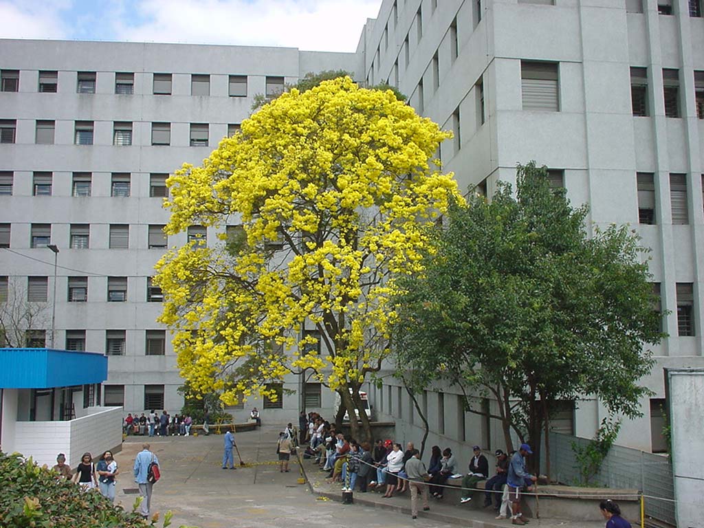 Tumores Neuroendócrino do Pâncreas -