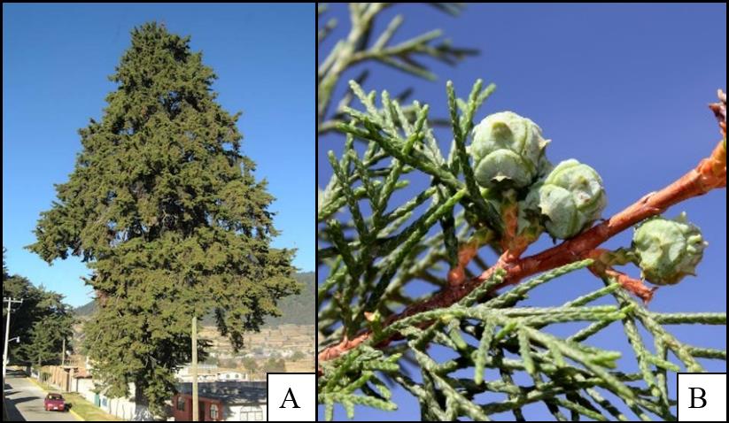 40 Figura 1 - Aspecto típico do Cupressus lusitanica e as estruturas vegetativas e reprodutivas da espécie. Fonte: A: EARLE, C. J. 2005; B: PARADA, G. A., 2015. Em sua zona de origem o C.