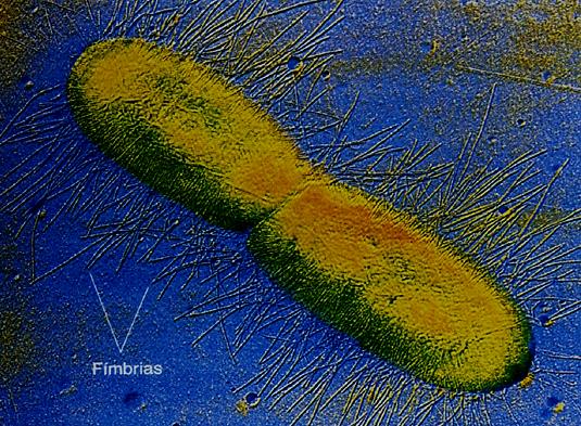 Coloração de flagelos passo a passo - Transferir, com alça microbiológica, uma quantidade suficiente de material celular para um tubo contendo cerca de 3 ml de água destilada (não utilizar vortex ou