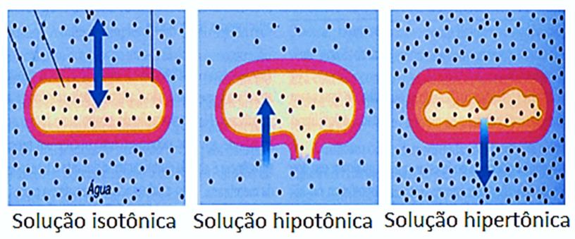 MEMBRANA CITOPLASMATICA É composta por dupla camada lipoproteica. É responsável por conter o citoplasma e fazer o transporte seletivo de nutrientes.