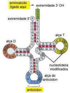 Estrutura do RN molécula de RN é constituída por uma cadeia polinucleotídica