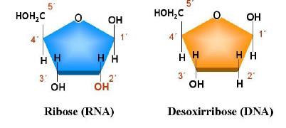 Química e estrutura do DN -