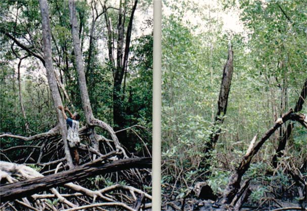 Caracterização de clareiras em áreas de manguezal na baía de Turiaçu 47 Figura 2. Árvores nas bordas da clareira atingidas pela queda da árvore principal no manguezal da Baía de Turiaçu. a.) Rhizophora mangle inclinada ; b) Avicennia germinans danificada.