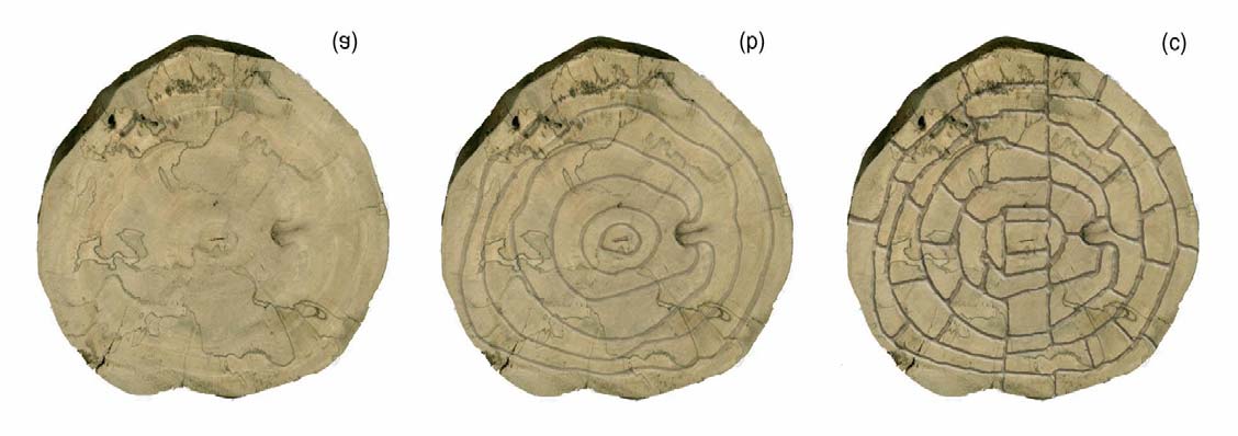 estas amostras foram trabalhadas da seguinte forma: com a ajuda de um formão foram retiradas finas camadas de tecido de cada disco, respeitando os anéis indicadores da idade do vegetal.