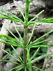 Lycophyta : Lycopodium sp e a Selaginella sp Psilothophyta :