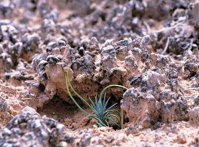 Briophyta em ambientes extremos: Composição de crosta do solo de regiões áridas: cianobactérias, musgos e líquens crosta de solo do plateau do Colorado Efeito da