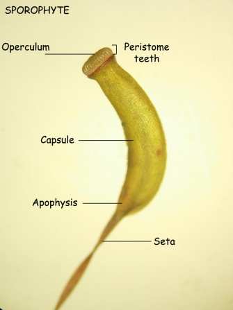 Estruturas do Esporófito epidermis
