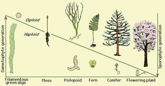 Tipo de ciclo de vida de todas as plantas terrestres: alternância de gerações heteromórficas redução do gametófito ao longo da evolução houve