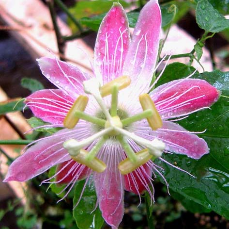 Maracujá: germoplasma e melhoramento genético Figura 16. Flor e fruto de um híbrido F1 de P. coccinea x P. setacea: observa-se detalhes de P. coccinea e P.