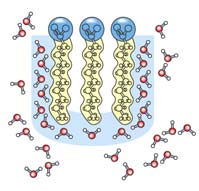 Interações Hidrofóbicas Forças de van der Waals molécula apolar + - dipolo