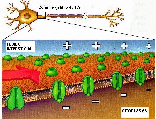 Ao longo do axônio há canais iônicos de Na e K com comporta sensíveis a mudança de voltagem.