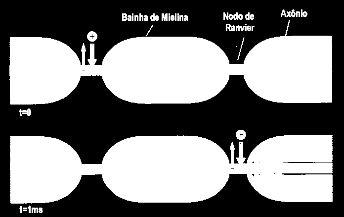 POTENCIAL DE AÇAO NAS FIBRAS MIELINIZADAS Nas fibras mielinizadas o PA só se desenvolve nos nodos de