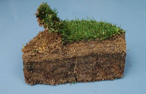 Figura 8. Desenvolvimento de raízes da grama bermuda Tifeagle (Disponível em http://www.ecogreenservice.com/sod-turf-grasses-variety-arizona). 2.1.