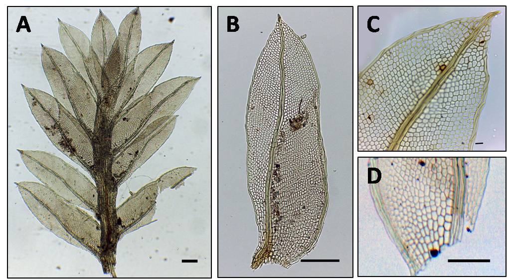 fileiras distintas. Esporófito não visualizado. Segundo Bordin & Yano (2013), essa espécie apresenta esporófito terminal, cápsula globosa e peristômio simples (do tipo bryoides).