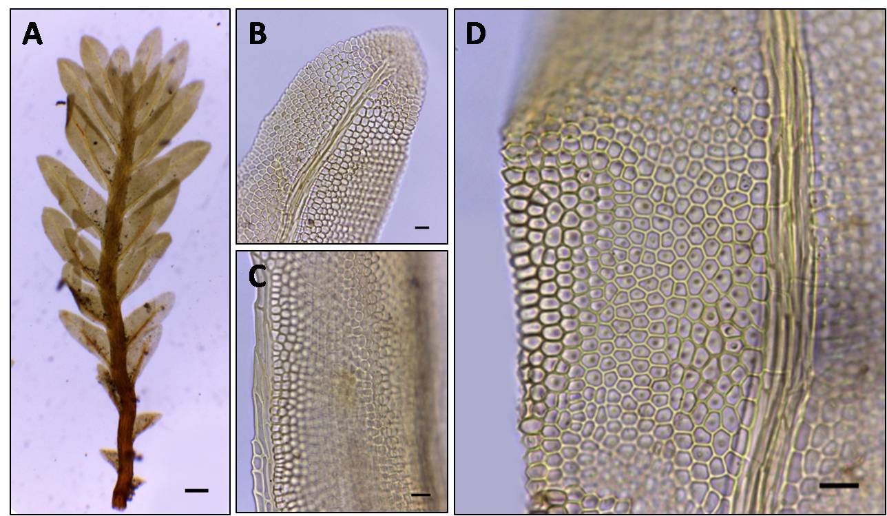 Fissidens lagenarius Mitt., J. Linn. Soc., Bot. 10: 184. 1868. Fig. 11. Gametófitos não flabelado, verde-claros a castanhos; nódulos axilares hialinos ausentes no caulídio.