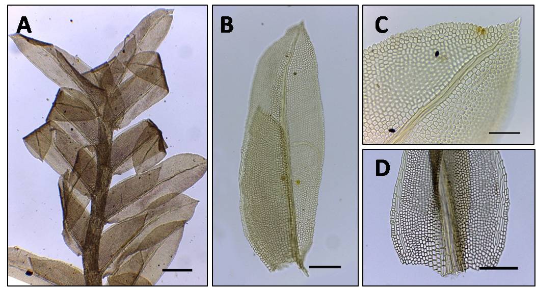 Fissidens submarginatus é bastante similar à F. hornschuchii, podendo ser diferenciada principalmente pela presença de limbídio em toda a lâmina vaginante, enquanto que F.