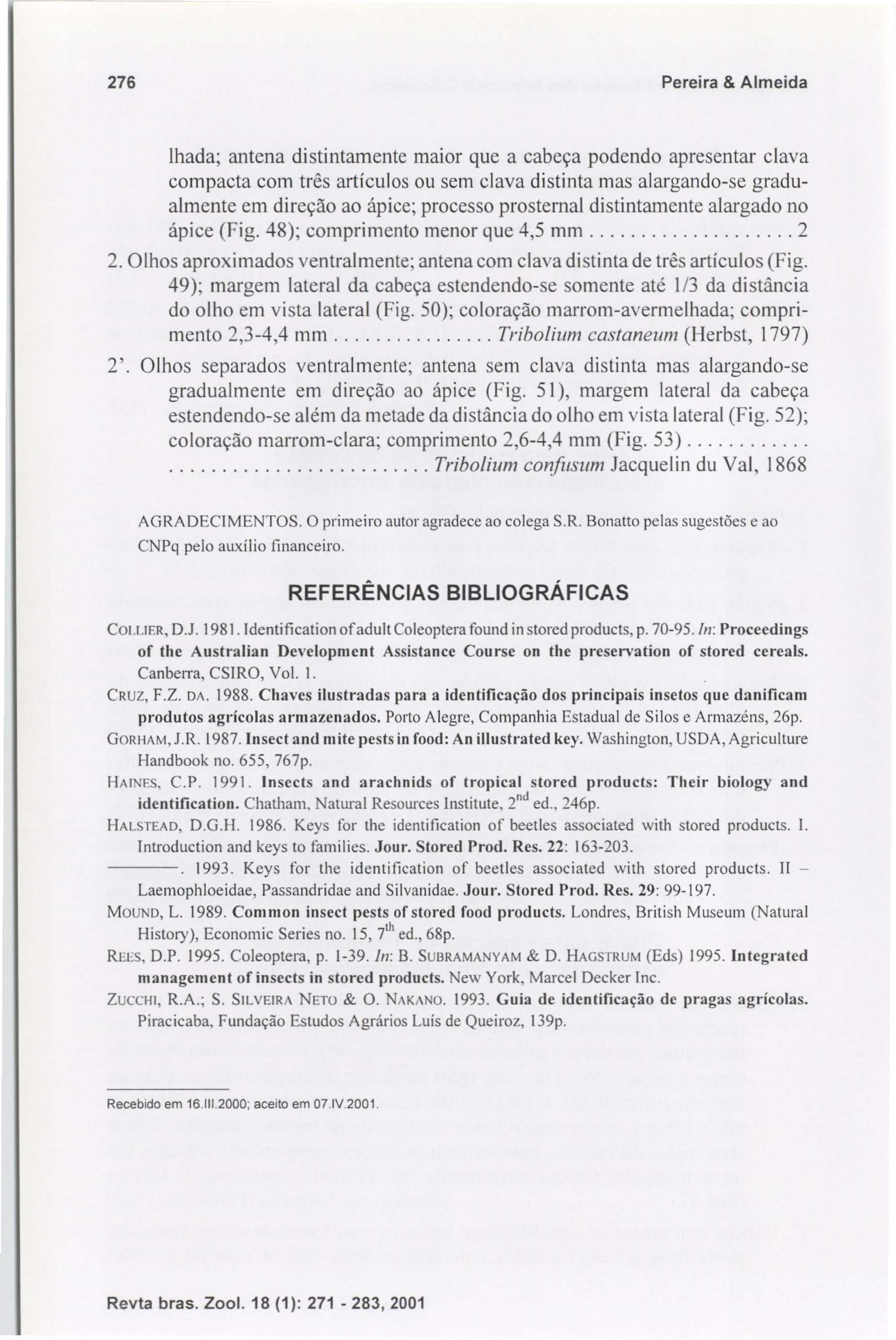 276 Pereira & Almeida lhada; antena distintamente maior que a cabeça podendo apresentar clava compacta com três artículos ou sem clava distinta mas alargando-se gradualmente em direção ao ápice;