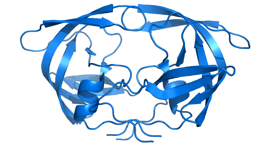 18 Figura 1. Representação ilustrativa da estrutura da protease do vírus HIV- 1.