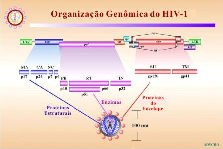 Figura 1: Organização Genômica do HIV-1. Fonte: http://www.