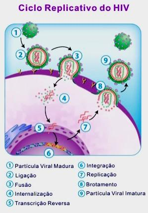 da enzima protease, a qual é responsável pela clivagem dos precursores protéicos em seus componentes individuais, processo conhecido como maturação viral, até que a